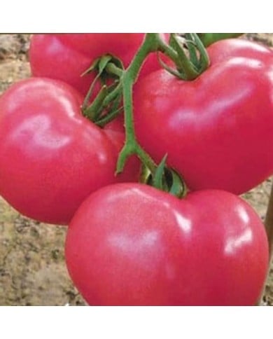 Tomate rose Fenda HF1