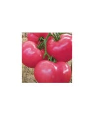 Tomate rose Fenda HF1