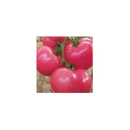 Tomate rose Fenda HF1