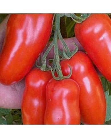 Tomate Giulieta HF1