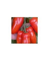 Tomate Giulieta HF1
