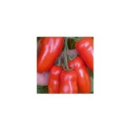 Tomate Giulieta HF1