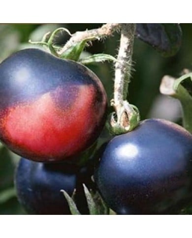 Tomate Indigo Rose