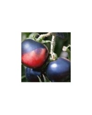Tomate Indigo Rose