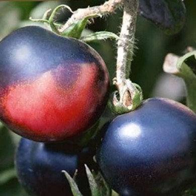 Tomate Indigo Rose