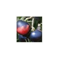 Tomate Indigo Rose