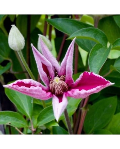 Clématite 'Ernest Markham'