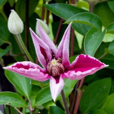 Clématite 'Ernest Markham'