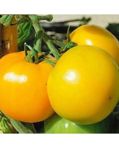Tomate Jantarny Jaune