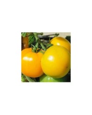 Tomate Jantarny Jaune
