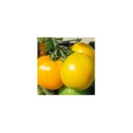 Tomate Jantarny Jaune