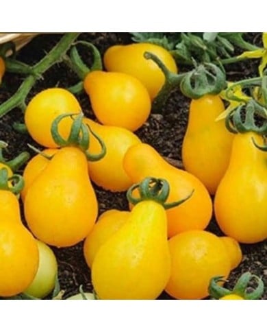 Tomate cerise poire pearshaped jaune