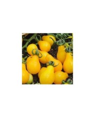 Tomate cerise poire pearshaped jaune
