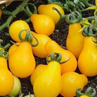 Tomate cerise poire pearshaped jaune
