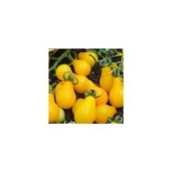 Tomate cerise poire pearshaped jaune