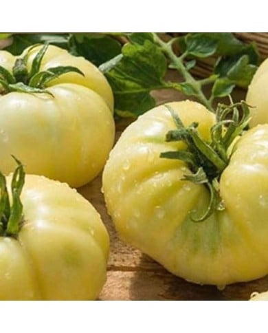 Tomate beefsteak