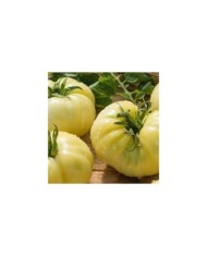 Tomate beefsteak