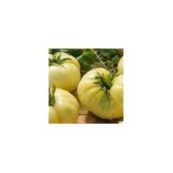 Tomate beefsteak