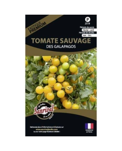 Tomate sauvage de galapagos