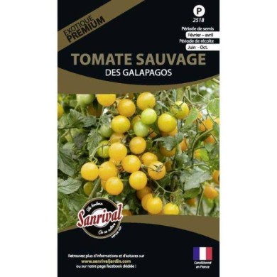 Tomate sauvage de galapagos