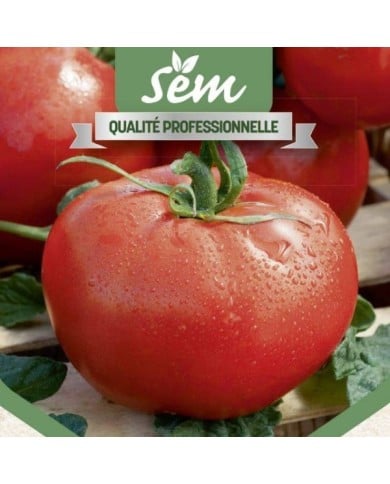 Tomate Fandango F1
