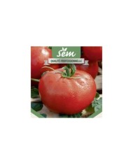 Tomate Fandango F1