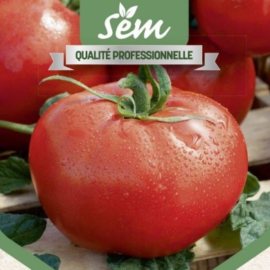Tomate Fandango F1