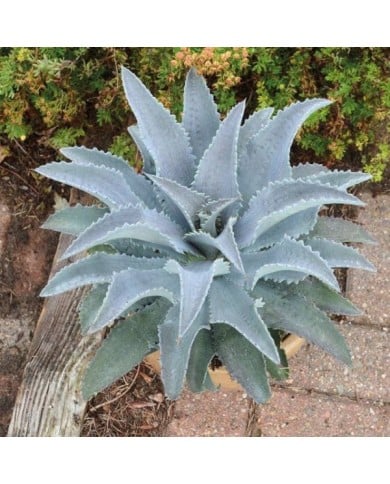 Mangave 'Silver Fox'