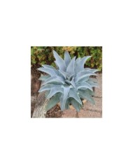 Mangave 'Silver Fox'