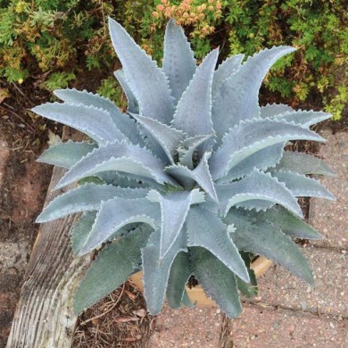 Mangave 'Silver Fox'