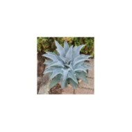 Mangave 'Silver Fox'