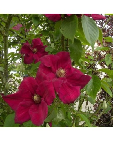 Clématite 'Ernest Markham'