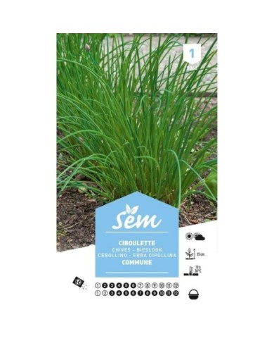 Ciboulette commune (ou civette) (sachet)