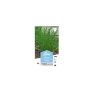 Ciboulette commune (ou civette) (sachet)