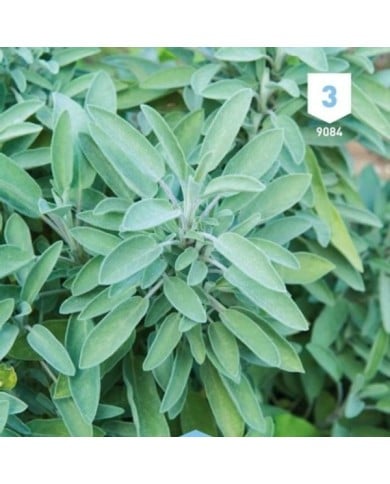 Sauge officinale