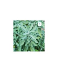 Sauge officinale