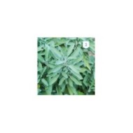 Sauge officinale