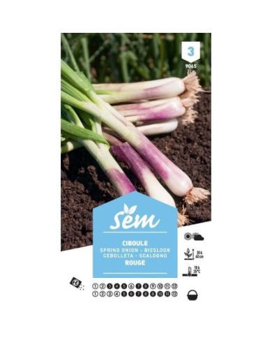 Ciboule commune (sachet)
