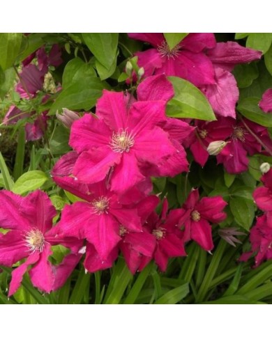 Clématite 'Ernest Markham'