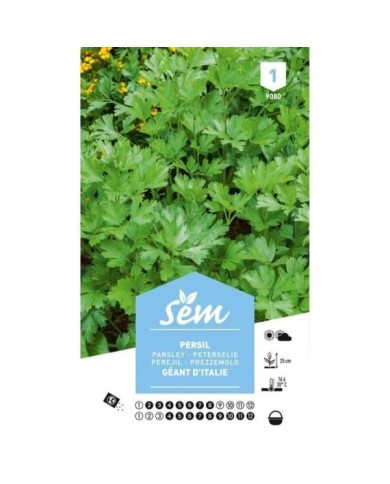 Persil géant d’Italie (sachet)