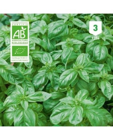 Basilic grand vert Bio