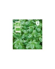 Basilic grand vert Bio