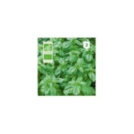 Basilic grand vert Bio