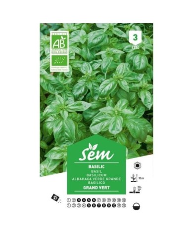 Basilic grand vert Bio (sachet)