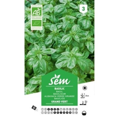 Basilic grand vert Bio (sachet)