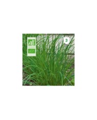 Ciboulette  Bio