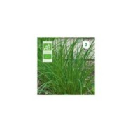 Ciboulette  Bio