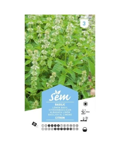 Basilic citron (sachet)