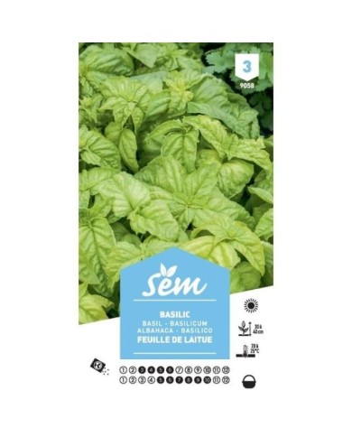 Basilic à feuilles de Laitue (sachet)