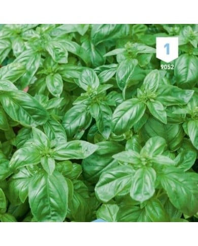 Basilic Grand Vert